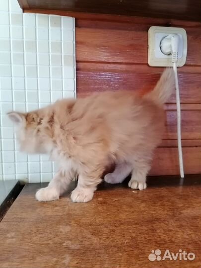 Рыжий котенок в добрые руки