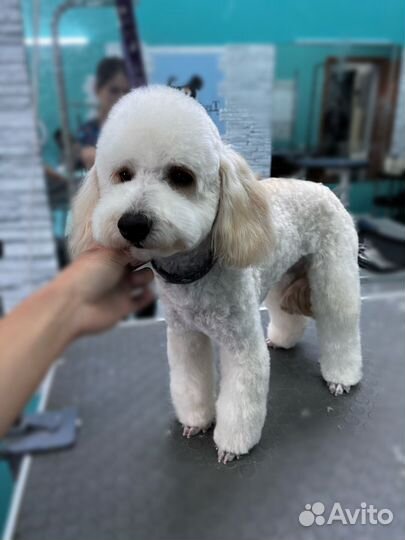 Грумер стрижка собак, экспресс линька, тримминг