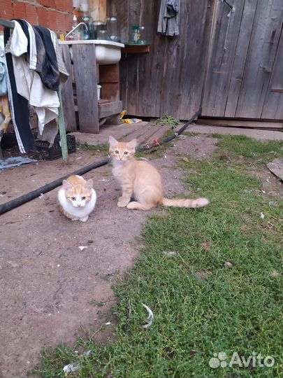 Котята в добрые руки 1 месяц