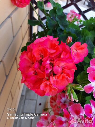 Пеларгония герань сортовая