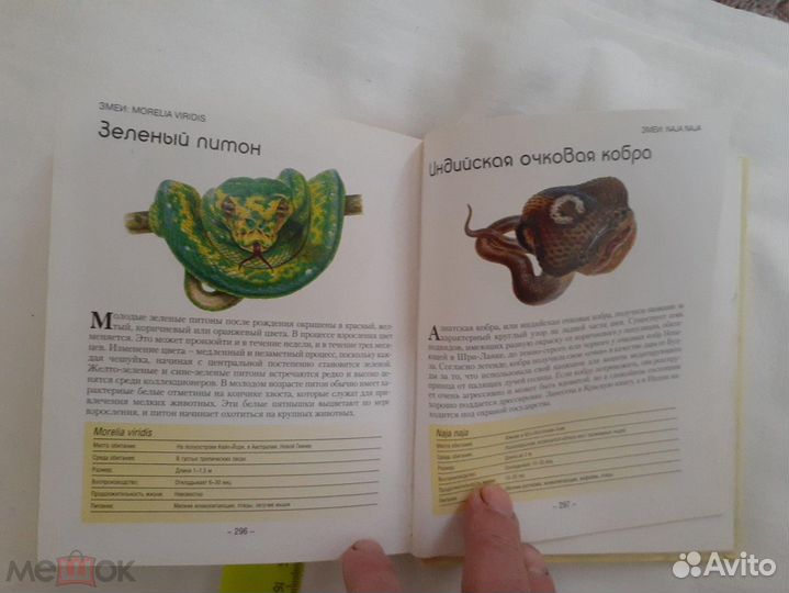 Маленькие монстры - жуки. змеи. пауки