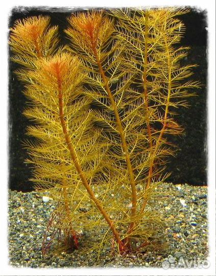 Амбулия Перистолистник Анубиас