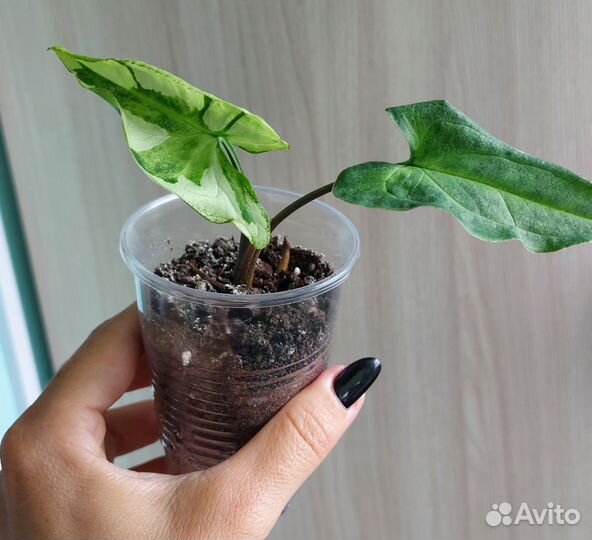 Сингониумы