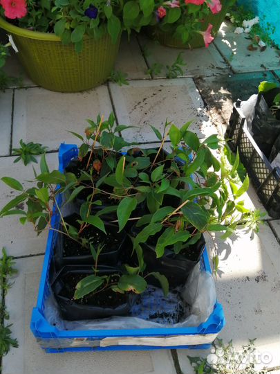 Актинидия аргута - Джамбо, Ананасная, Иссаи