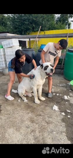 Семья алабаев