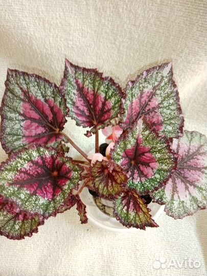Декоративно лиственная бегония