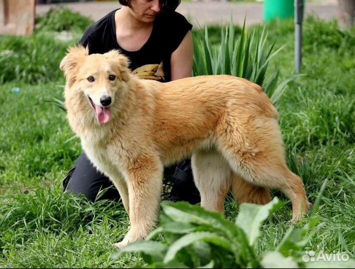 Собаки бесплатно в добрые руки