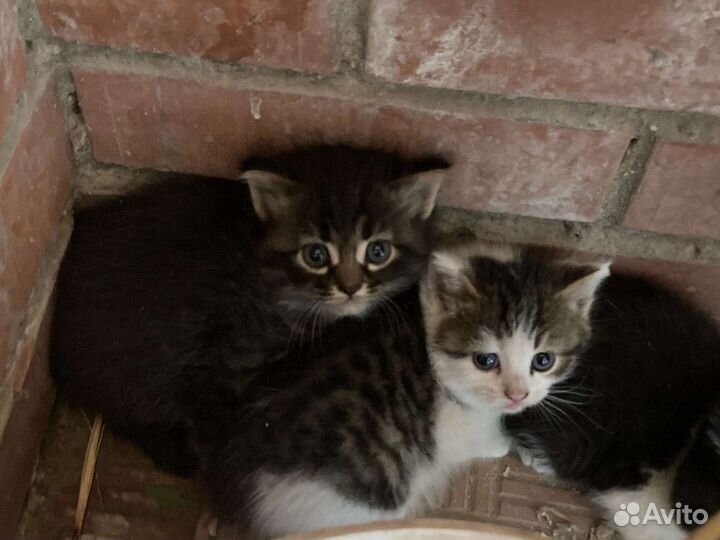 Котята в добрые руки