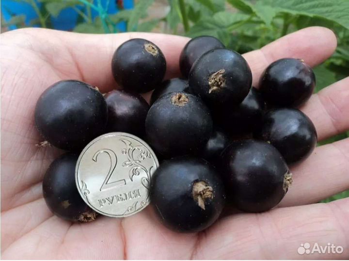 Малина, смородина, крыжовник