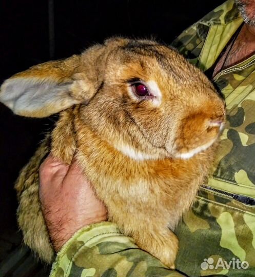 Кролики породы великан