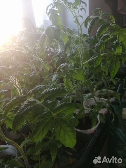 Рассада низкорослых томатов