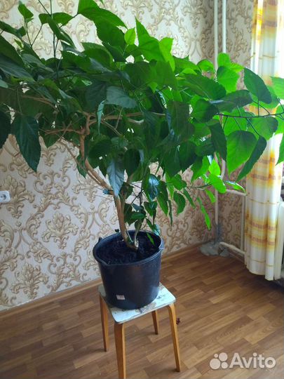 Гибискус китайская роза