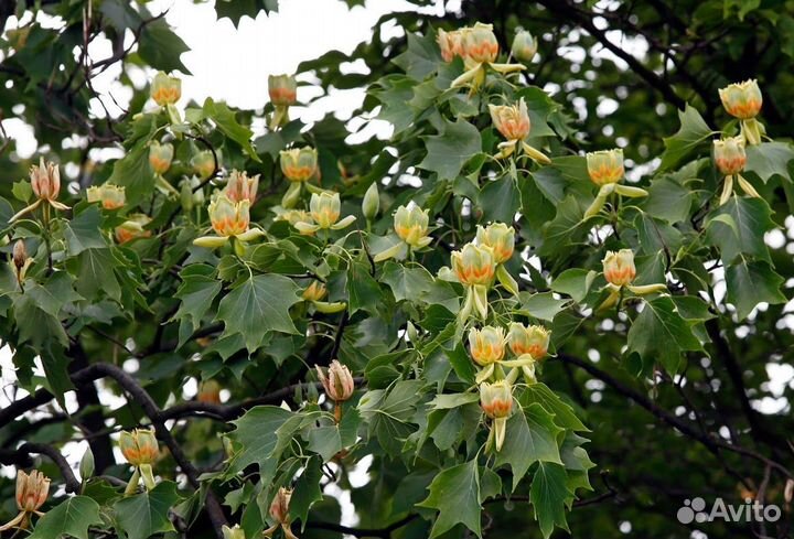 Лириодендрон, семена