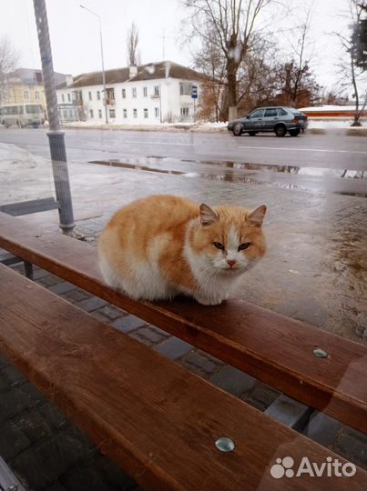 Кошечка ищет дом