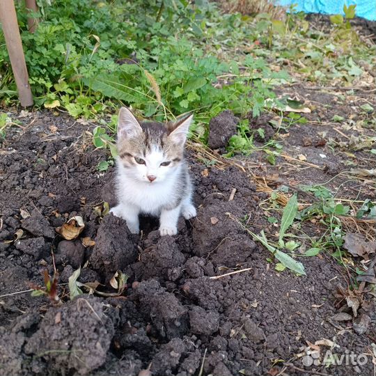 Отдам в добрые руки