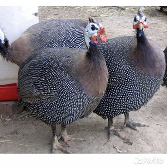 Продаются Цесарки