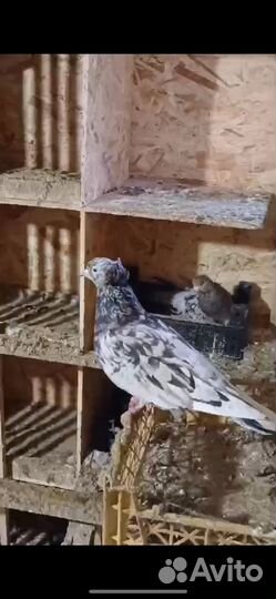 Голубь мраморная