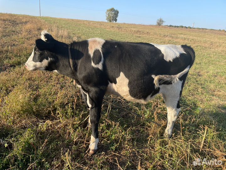 Бычок Голштино-фризская порода для племя
