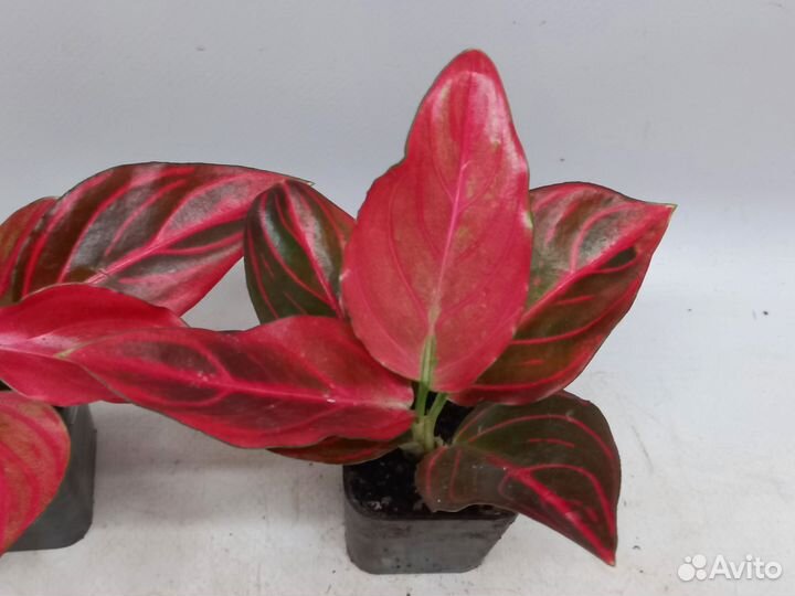 Аглаонема ред Вейн бордо тай