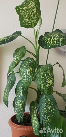 Диффенбахия