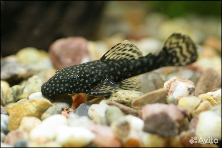 Сомик анцитруса