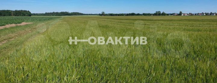 Участок 50 га (СНТ, ДНП)