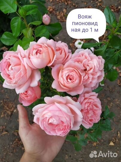 Розы чайно гибридные