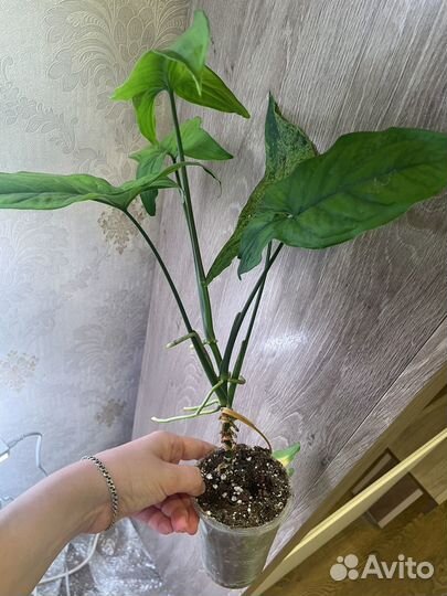 Сингониум моттлед