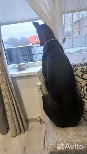 Доберман вязка