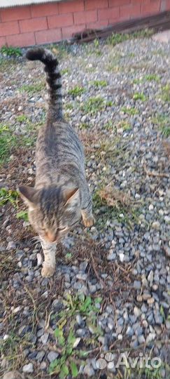 Кот в добрые руки