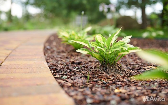 Кора Мульча Лиственницы сибирской в Крыму