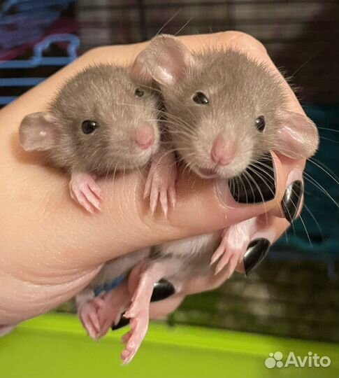Крысята дамбо есть доставка