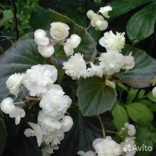 Кроссандры, бегонии и другие цветы