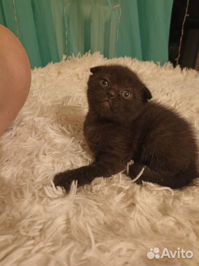 Продажа котят
