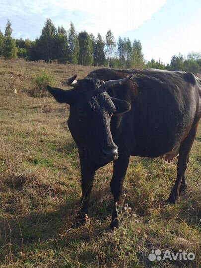 Корова дойная