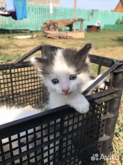 Котята белые девочки 2 мес