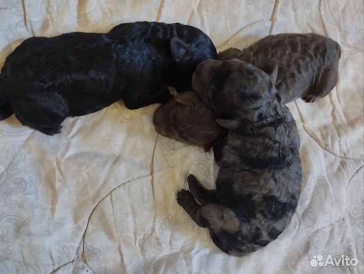 Миниатюрный пудель РКФ