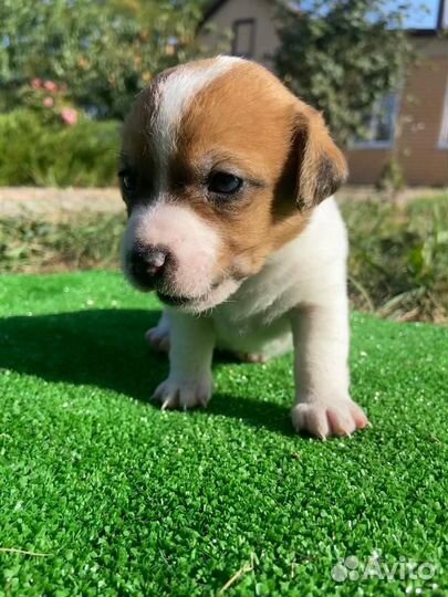 Джек рассел терьер