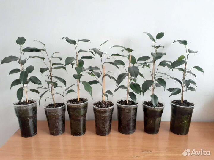 Фикус Бенджамина