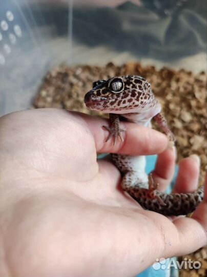 Геккон эублефар