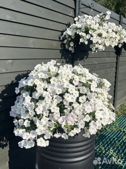 Петуния ампельная Опера Вайт