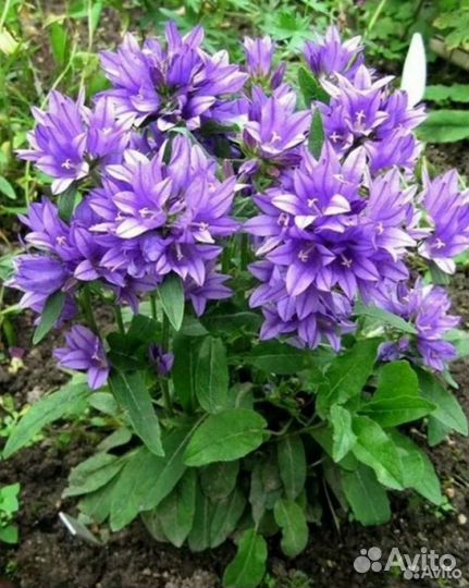 Многолетние цветы отростки