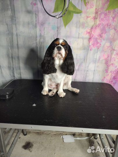 Груминг, стрижка животных