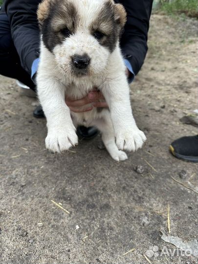 Среднеазиатская овчарка алабай щенки