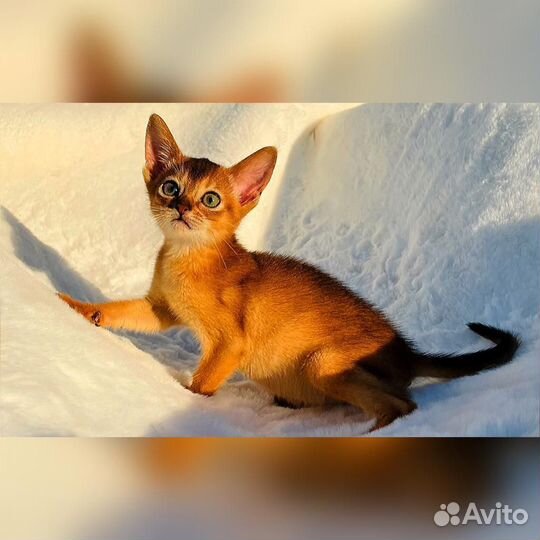 Абиссинские котята