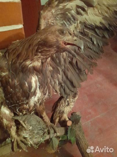 Чучело птицы