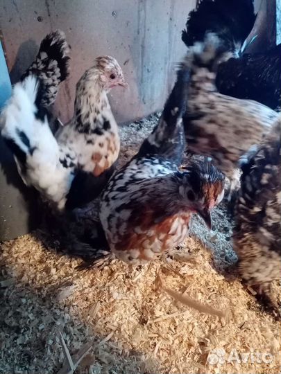 Алтайская бентамка