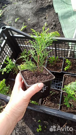 Туя Смарагд, Даника, горная сосна