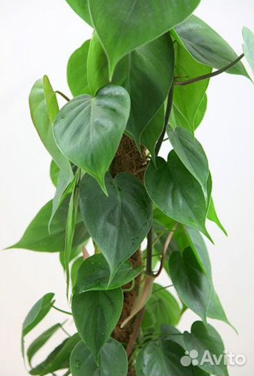 Филадендрон сканденс