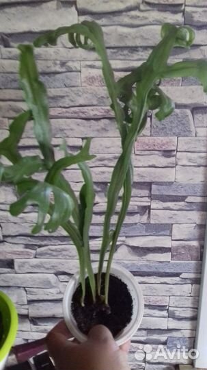 Папоротники коллекционные